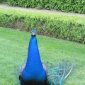 Peacock in Palace Garden