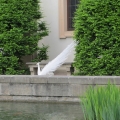 White (Albino?) Peacock, too