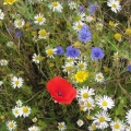 A late Red Poppy (at Royal Botanic Garden)