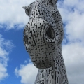 Impressive Kelpie Head