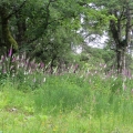 Lots of foxgloves around the Castle Grounds