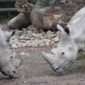 Zoo 26.10.2014 0001