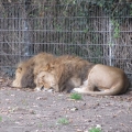 Zoo 26.10.2014 0002