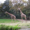 Zoo 26.10.2014 0009