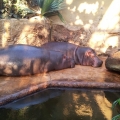 Hippos