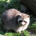 Alaska: Racoon