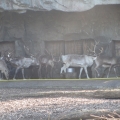 Alaska: Hungry reindeers