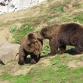 Alaska: Kodiak bears fooling around