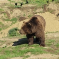 Alaska: Kodiak bear