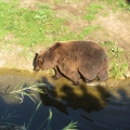 Alaska: Kodiak bear