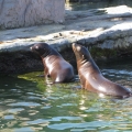 Alaska: Baby sea lions