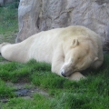 Alaska: Polar bear chilling