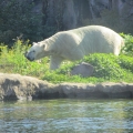 Alaska: The other Polar bear roaming