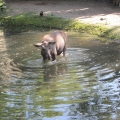 Alaska: Young moose in the water