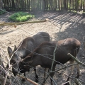 Alaska: Young moose having a snack