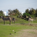 Africa: Zebras