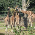 Africa: Giraffe
