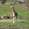 Africa: Baby giraffe, about 10 weeks old