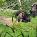 Africa: Chimpanzee family